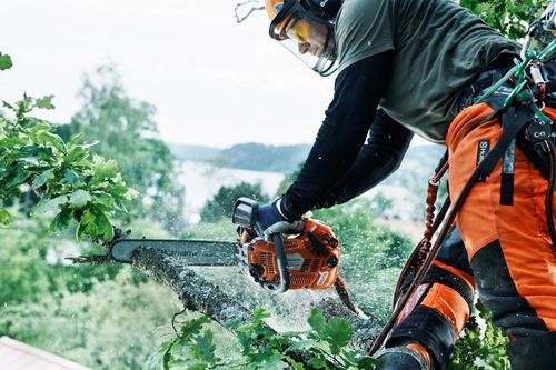 Arborysta nazywany również chirurgiem drzew - jakiego sprzętu potrzebuje?